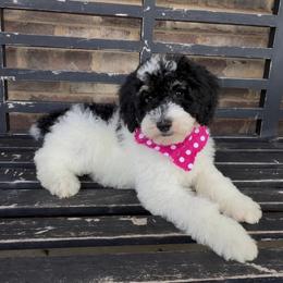 Max (female) - Tri-color female Bernedoodle puppy in Cartersville, Georgia from Simply Blessed Doodles