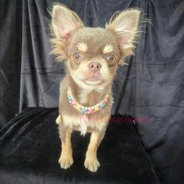Laredo - Chocolate blue male Chihuahua puppy in Piqua, Kansas from Cute As A Cupcake Chihuahuas