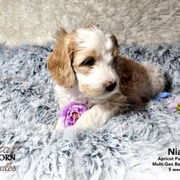 Bernedoodle Puppies from A Star is Born Doodles