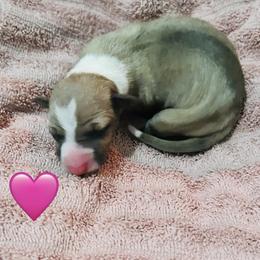 Pink - Fawn female Italian Greyhound puppy in Arkadelphia, Arkansas from Concordia
