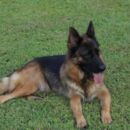 Maple - German Shepherd