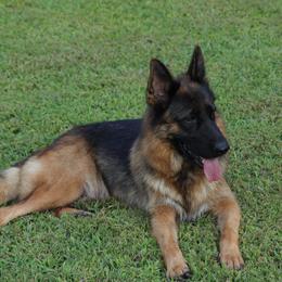 Maple - German Shepherd