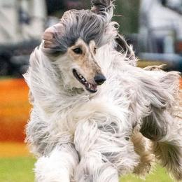 Khalil - Afghan Hound