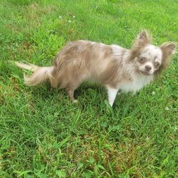 Eden - Merle female Chihuahua puppy in Warsaw, Virginia from B&D Chihuahuas