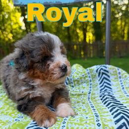 Royal - Merle male Bernedoodle puppy in Sherman, Illinois from Shirl Doodle Life