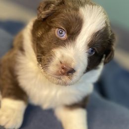 Australian Shepherd Puppies from Midwest Guardian Aussies