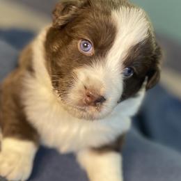 Australian Shepherd Puppies from Midwest Guardian Aussies
