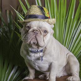 Winston - French Bulldog