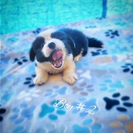Boy 2 - Black and white male Cardigan Welsh Corgi puppy in Natchitoches. La, Louisiana from Bleu Bayou Corgis