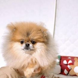 Gigi - Orange female Pomeranian puppy in Salem, Oregon from BP PUPS