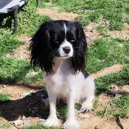 Mija - Cavalier King Charles Spaniel