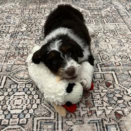 Aussiedoodle and Goldendoodle Puppies from Junipersdoodles