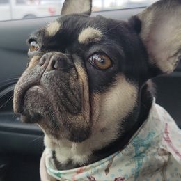 Pepita - French Bulldog