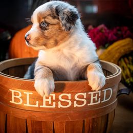 Girl 3 - Blue merle female Miniature American Shepherd puppy in Easton, Missouri from Country Creek Kennels