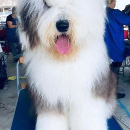 Old English Sheepdogs from Angela Biber's Old English Sheepdogs