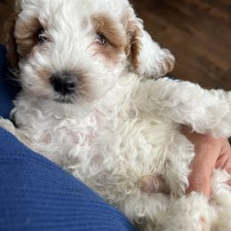 Boy 1 - Goldendoodle puppy in Minersville, Utah from Legend Pups