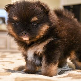 Boy 1 - Black and tan Pomeranian puppy in Jamestown, California from Park Avenue Poms