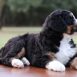 Bernedoodle Puppies from Bernedoodle Bliss