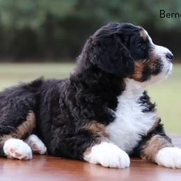 Bernedoodle Puppies from Bernedoodle Bliss