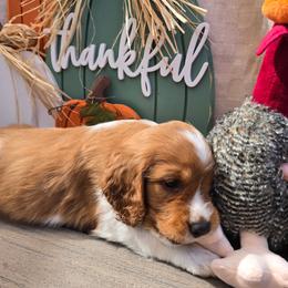Blaze - Red and white male Welsh Springer Spaniel puppy in Colorado Springs, Colorado from Crimson Trail