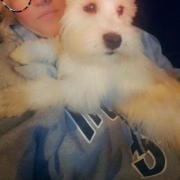 Gidget - Miniature Schnauzer