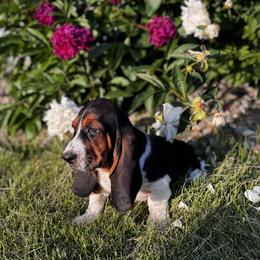 Basset Hound and Bloodhound Puppies from Sandhill Hounds of Nebraska