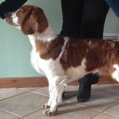 Welsh Springer Spaniel All Grown Up from Truepenny & Pennylane Welsh Springer Spaniels