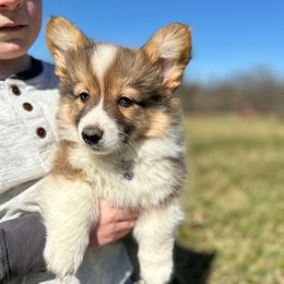 Blue Collar Boy Artic - Sable Pembroke Welsh Corgi puppy in Paris, Kentucky from Flat Run Corgis