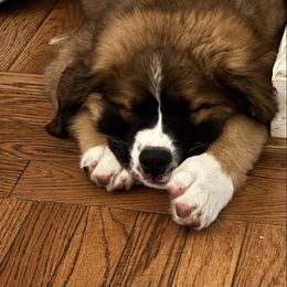 Companion Cross and Saint Bernard Puppies from Coleman Saint Bernards of Ohio