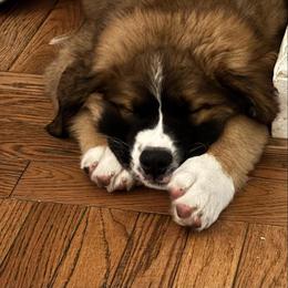Companion Cross and Saint Bernard Puppies from Coleman Saint Bernards of Ohio