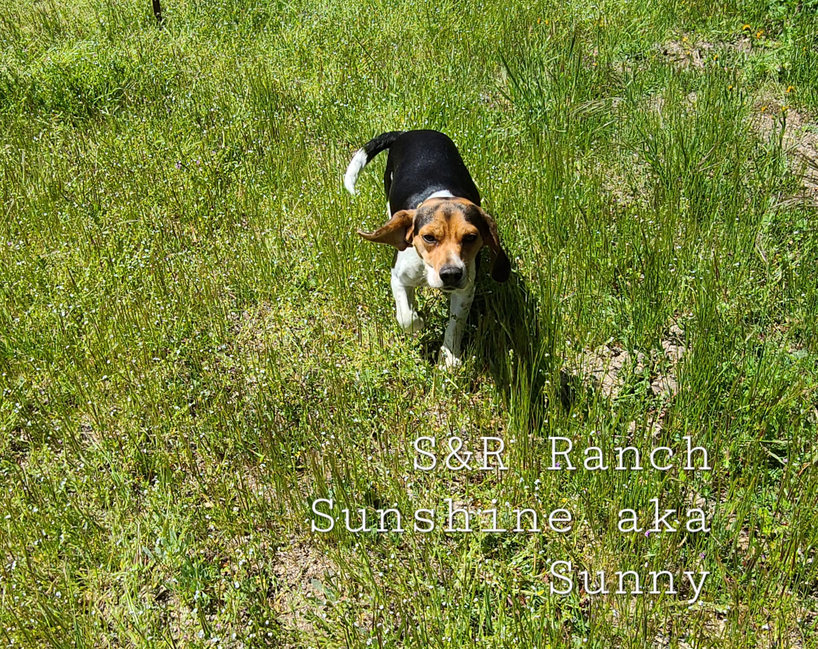 Sunny - Beagle