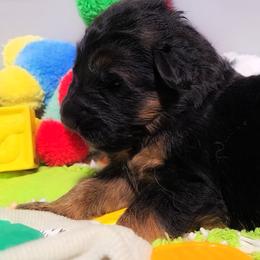 Wednesdays - Pink Collar - Black and red female German Shepherd puppy in Charlotte, North Carolina from Zuflucht K9s