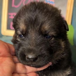 Blair - Sable female German Shepherd puppy in Livingston, Kentucky from Illyria Dox & GSD