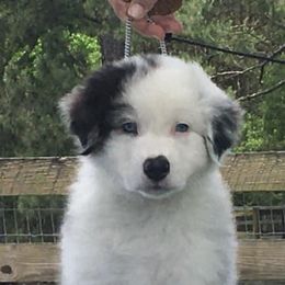 Australian Shepherds from Jewel Aussies