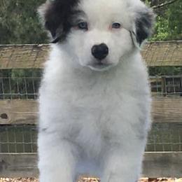 Australian Shepherds from Jewel Aussies