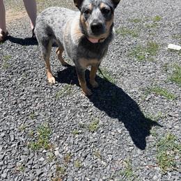 Cuddy - Blue mottled female Australian Cattle Dog puppy in Oregon from Willamette Valley Heelers