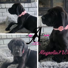 Magnolia - Black Great Dane puppy in Longview, Texas from Lazy A Danes