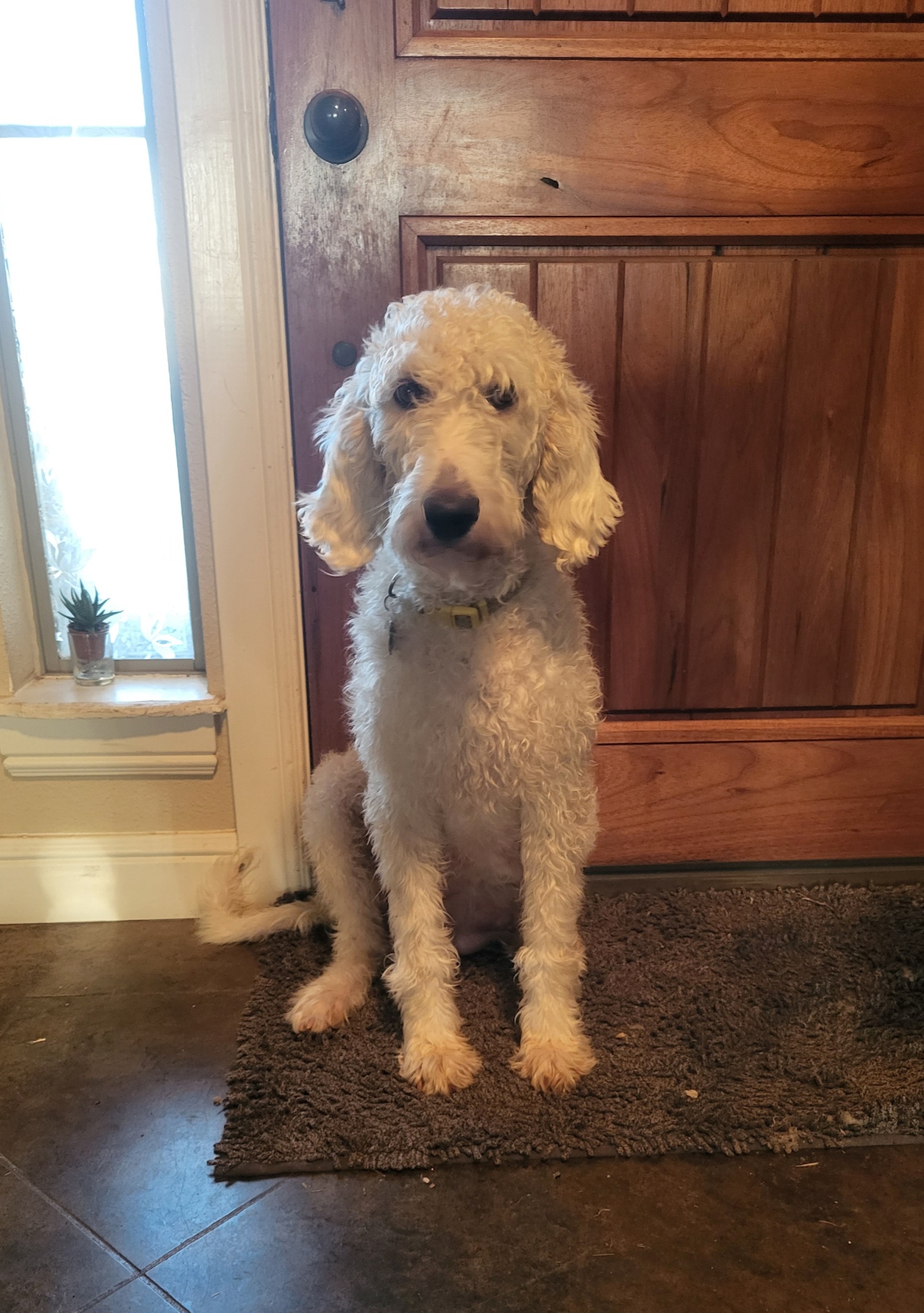 Ella May - Labradoodle