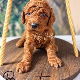 Biscuit - Red  male Goldendoodle puppy in Cleveland, Georgia from The O.G. Doodles
