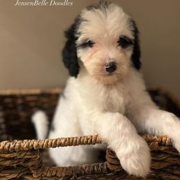 Bernedoodle, Goldendoodle, and Poodle Puppies from JensenBelle Doodles