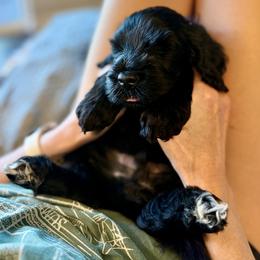 Brix - Gray Collar - Black and white male Portuguese Water Dog puppy in Colorado Springs, Colorado from Melissa's Portuguese Water Dogs