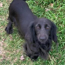 Raven - Dachshund