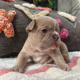 Bubbles - White and fawn female French Bulldog puppy in Olympia, Washington from Matra French Bulldogs