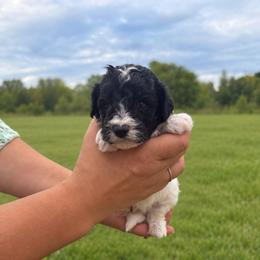 Maverick - Black and white male Aussiedoodle puppy in Hudson, Michigan from Haas Pawz