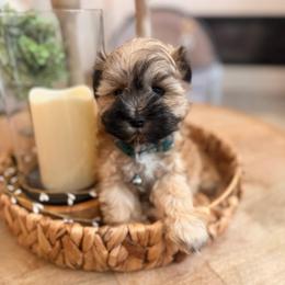Teddy - Wheaten male Miniature Schnauzer puppy in Orange City, Florida from Xaysha’s Miniature Schnauzers