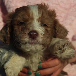 Ben - Red merle male Aussiedoodle puppy in Four Oaks, North Carolina from RoseWest Farms