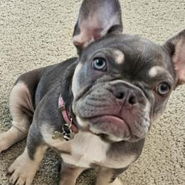 French Bulldogs from Wendy Keck