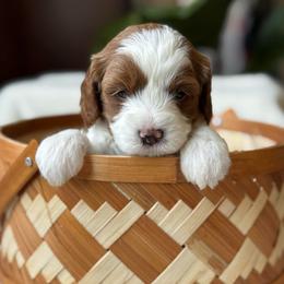 Daisy - Blenheim female Cavapoo puppy in Orrstown, Pennsylvania from Pawfect Fur Friends
