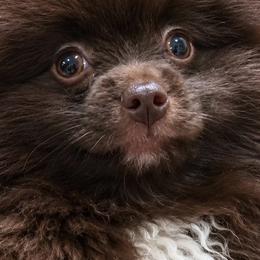 Kona - Chocolate male Pomeranian puppy in Bristol, Connecticut from Mala Poms
