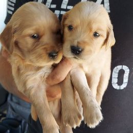Golden Retrievers from Oak River Goldens'
